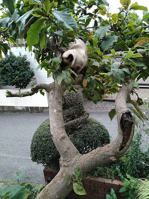 f:id:mitioyoneko:20200729212643j:plain f:id:mitioyoneko:20200729212643j:plain