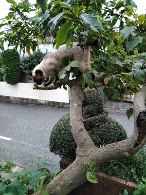 f:id:mitioyoneko:20200729212646j:plain f:id:mitioyoneko:20200729212646j:plain