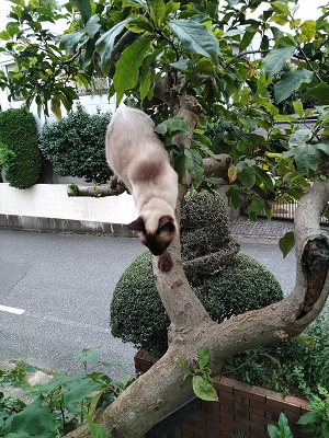 f:id:mitioyoneko:20200729212654j:plain f:id:mitioyoneko:20200729212654j:plain