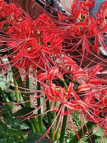 f:id:mitioyoneko:20201003201220j:plain