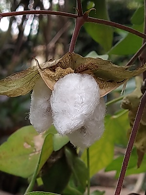 f:id:mitioyoneko:20201003211319j:plain