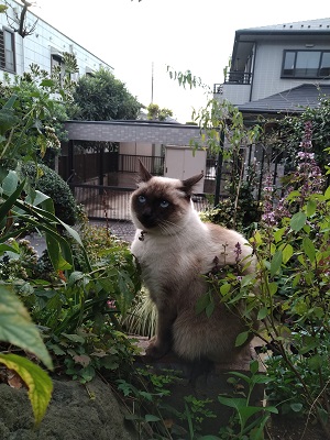 f:id:mitioyoneko:20201106211218j:plain f:id:mitioyoneko:20201106211218j:plain