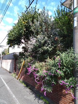 f:id:mitioyoneko:20201112221631j:plain f:id:mitioyoneko:20201112221631j:plain