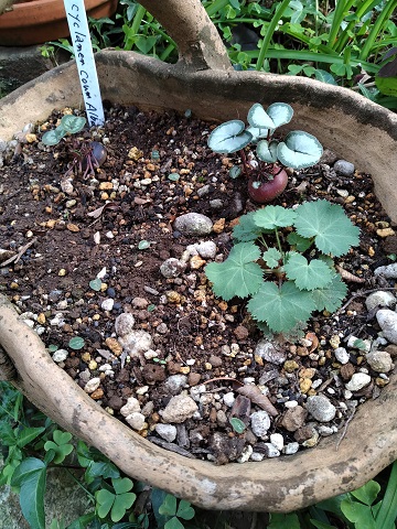 f:id:mitioyoneko:20201112224545j:plain f:id:mitioyoneko:20201112224545j:plain