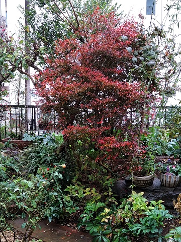 f:id:mitioyoneko:20201125221753j:plain