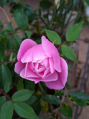 f:id:mitioyoneko:20201125221805j:plain