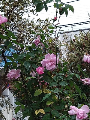 f:id:mitioyoneko:20201125221807j:plain