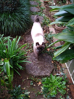 f:id:mitioyoneko:20201125221854j:plain