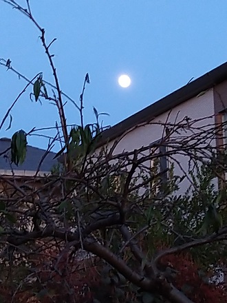 f:id:mitioyoneko:20201128175142j:plain