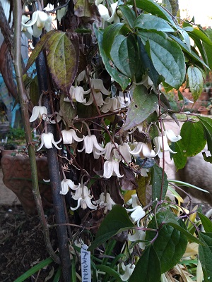 f:id:mitioyoneko:20210130210336j:plain