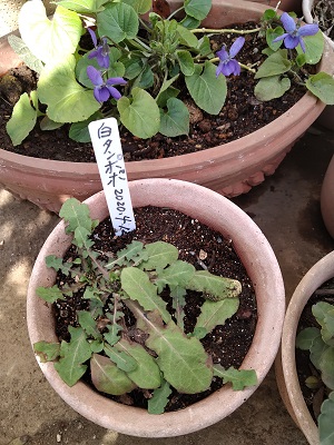 f:id:mitioyoneko:20210214212213j:plain