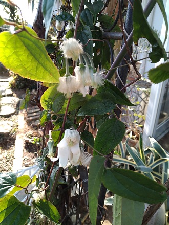 f:id:mitioyoneko:20210214212250j:plain