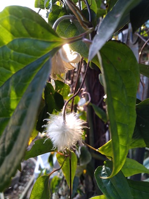 f:id:mitioyoneko:20210214212252j:plain