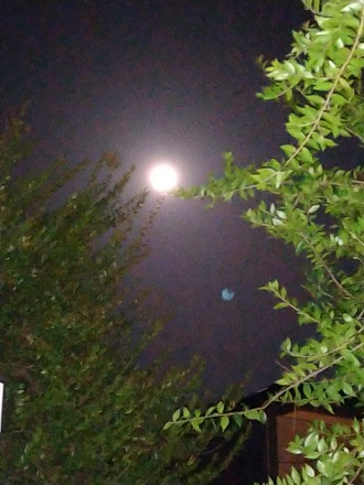 f:id:mitioyoneko:20210227204927j:plain