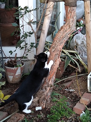 f:id:mitioyoneko:20210227205357j:plain