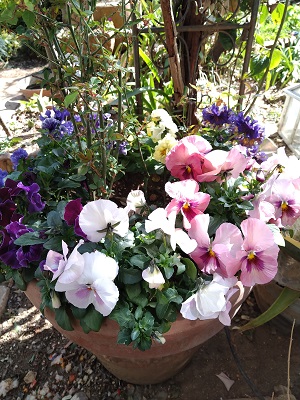 f:id:mitioyoneko:20210227205455j:plain