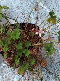 f:id:mitioyoneko:20210507115348j:plain