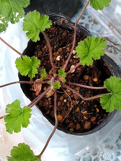 f:id:mitioyoneko:20210507115358j:plain