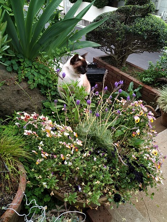 f:id:mitioyoneko:20210511211412j:plain