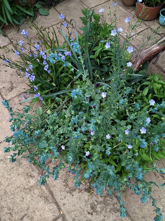 f:id:mitioyoneko:20210511211423j:plain