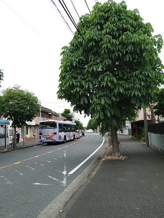 f:id:mitioyoneko:20210511211432j:plain