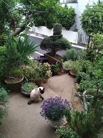 f:id:mitioyoneko:20210511211451j:plain