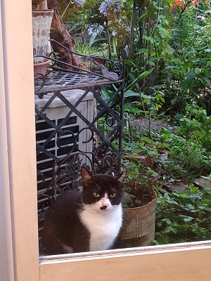 f:id:mitioyoneko:20210701200546j:plain