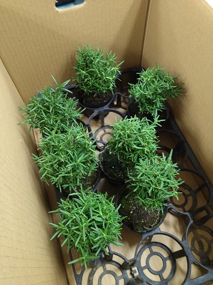 f:id:mitioyoneko:20211113205821j:plain