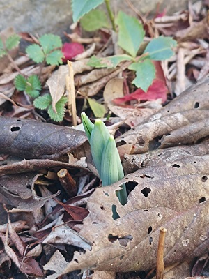 f:id:mitioyoneko:20211230202114j:plain