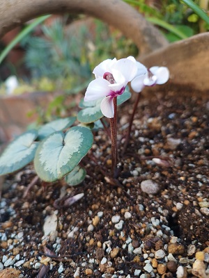 f:id:mitioyoneko:20211230202154j:plain