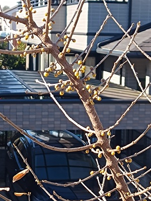 f:id:mitioyoneko:20211230202157j:plain