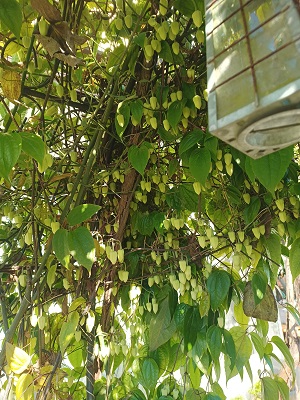 f:id:mitioyoneko:20211230202205j:plain