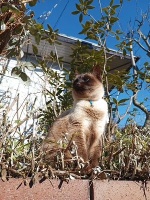 f:id:mitioyoneko:20220122215753j:plain