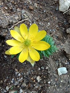 f:id:mitioyoneko:20220305204654j:plain