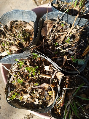 f:id:mitioyoneko:20220305204707j:plain