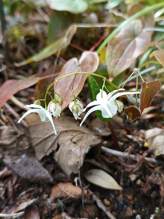 f:id:mitioyoneko:20220330160655j:plain