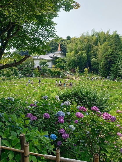 本土寺へ 桐原春子の ハーブダイアリー