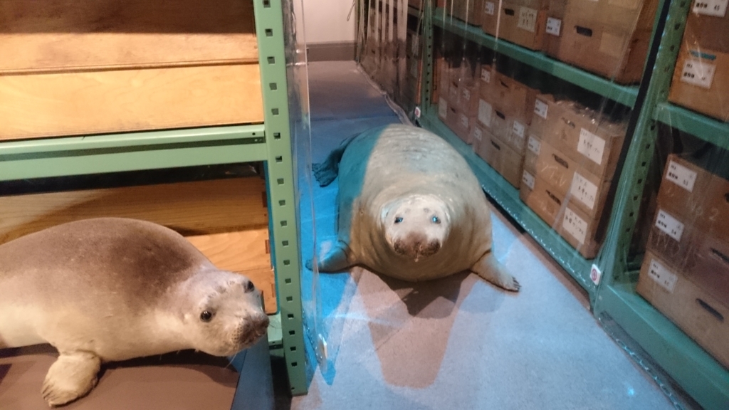 f:id:mitoitoco:20180331104842j:plain