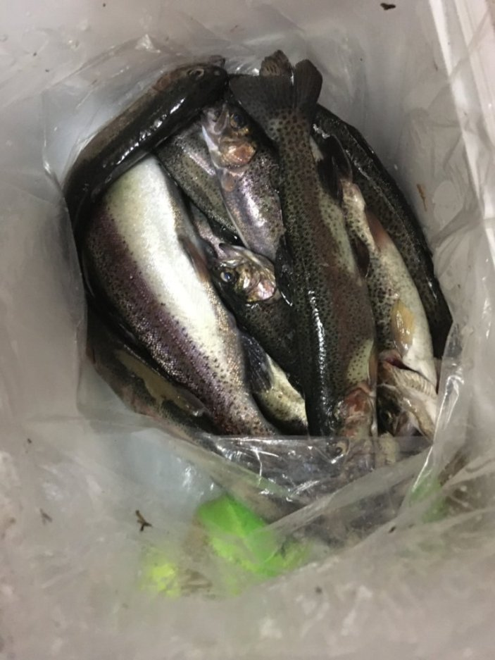 f:id:mitomai:20191009223616p:plain