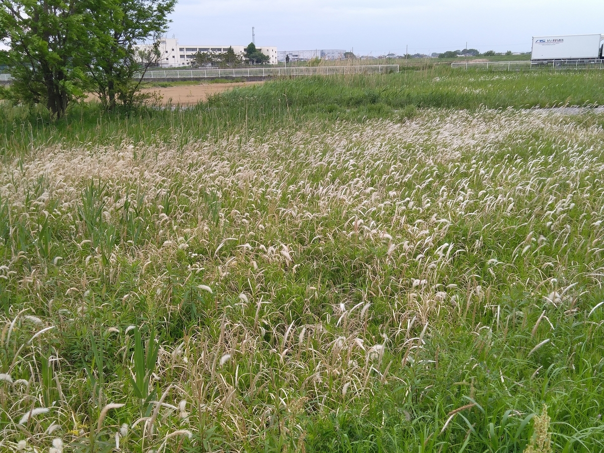 f:id:mitomito777:20200506175954j:plain