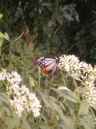 f:id:mitopema:20051002121241j:image