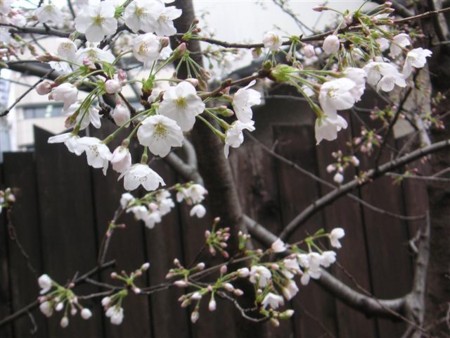 f:id:mitsu1973:20100328233858j:image