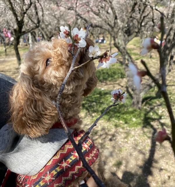 40歳過ぎてから犬を飼って 良かったこと 大変だったこと ベスト３ ワンコのいる生活 思ったことを メモ にとっておく