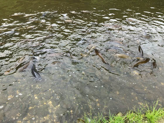 伽羅御所の池の鯉