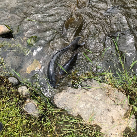 えさし藤原の郷の伽羅御所の池のエサを食べる鯉