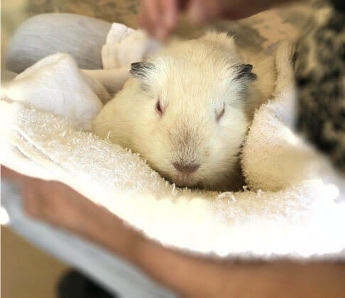 神奈川県相模原市にある麻溝公園のふれあい動物広場のふれあいコーナーにいるモルモット