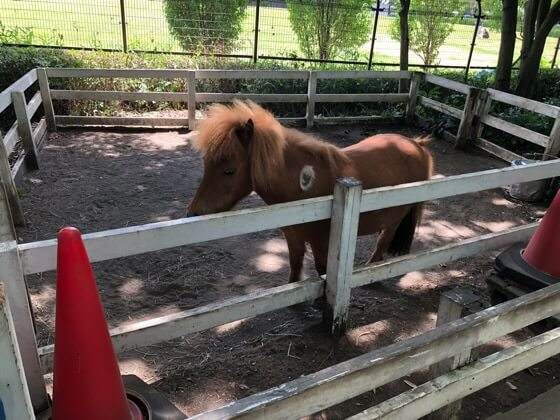 神奈川県相模原市にある麻溝公園のふれあい動物広場にいるポニー