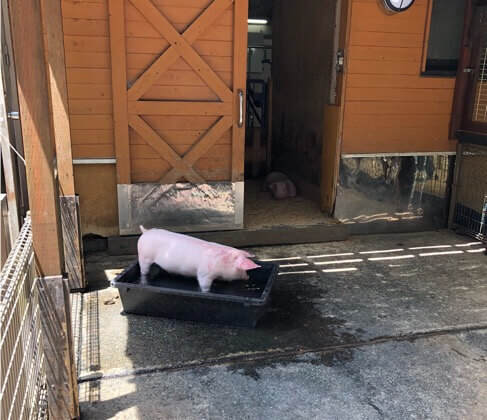 神奈川県相模原市にある麻溝公園のふれあい動物広場にいる豚