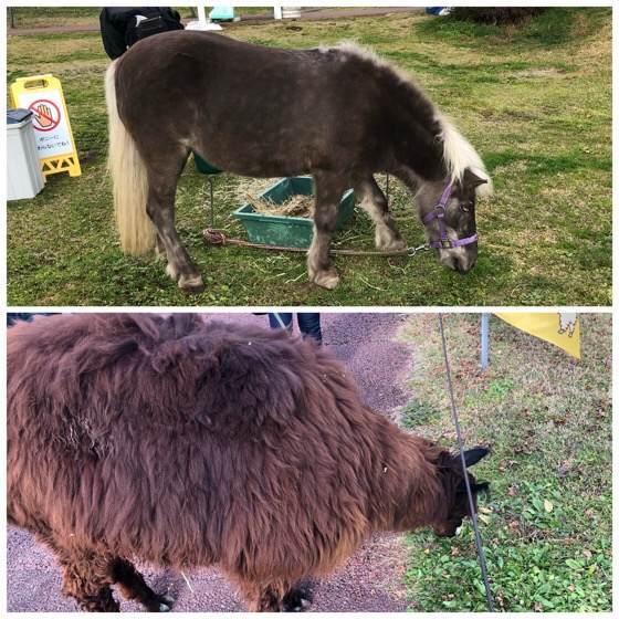 箱根園にあるだっこしてZOO！のアルパカと馬