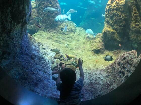 新江ノ島水族館のなか